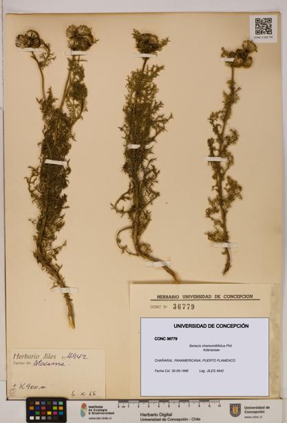 Senecio chamomillifolius [Espécimen: UDEC:CONC:0036779]
