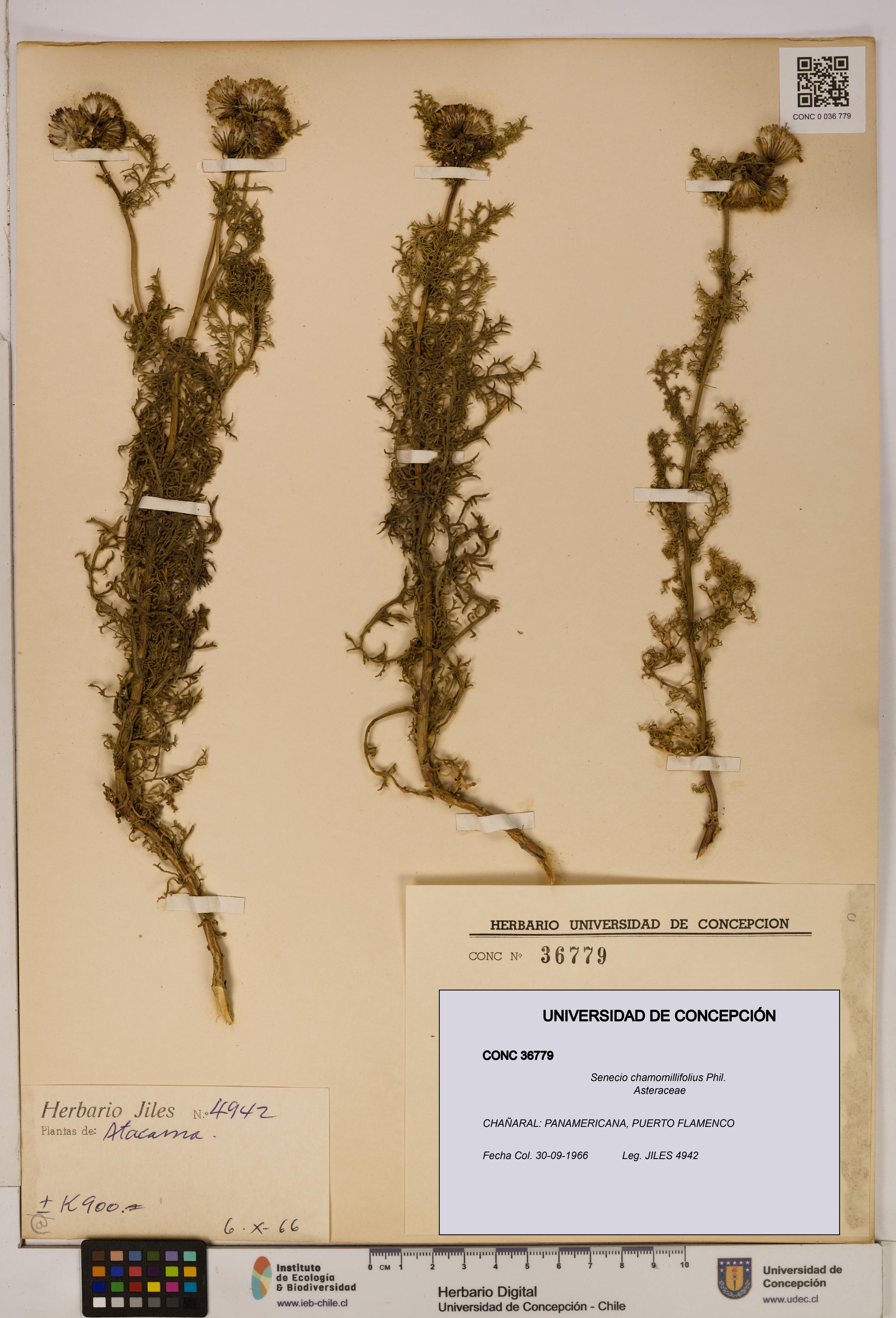 Senecio chamomillifolius [Espécimen: UDEC:CONC:0036779]