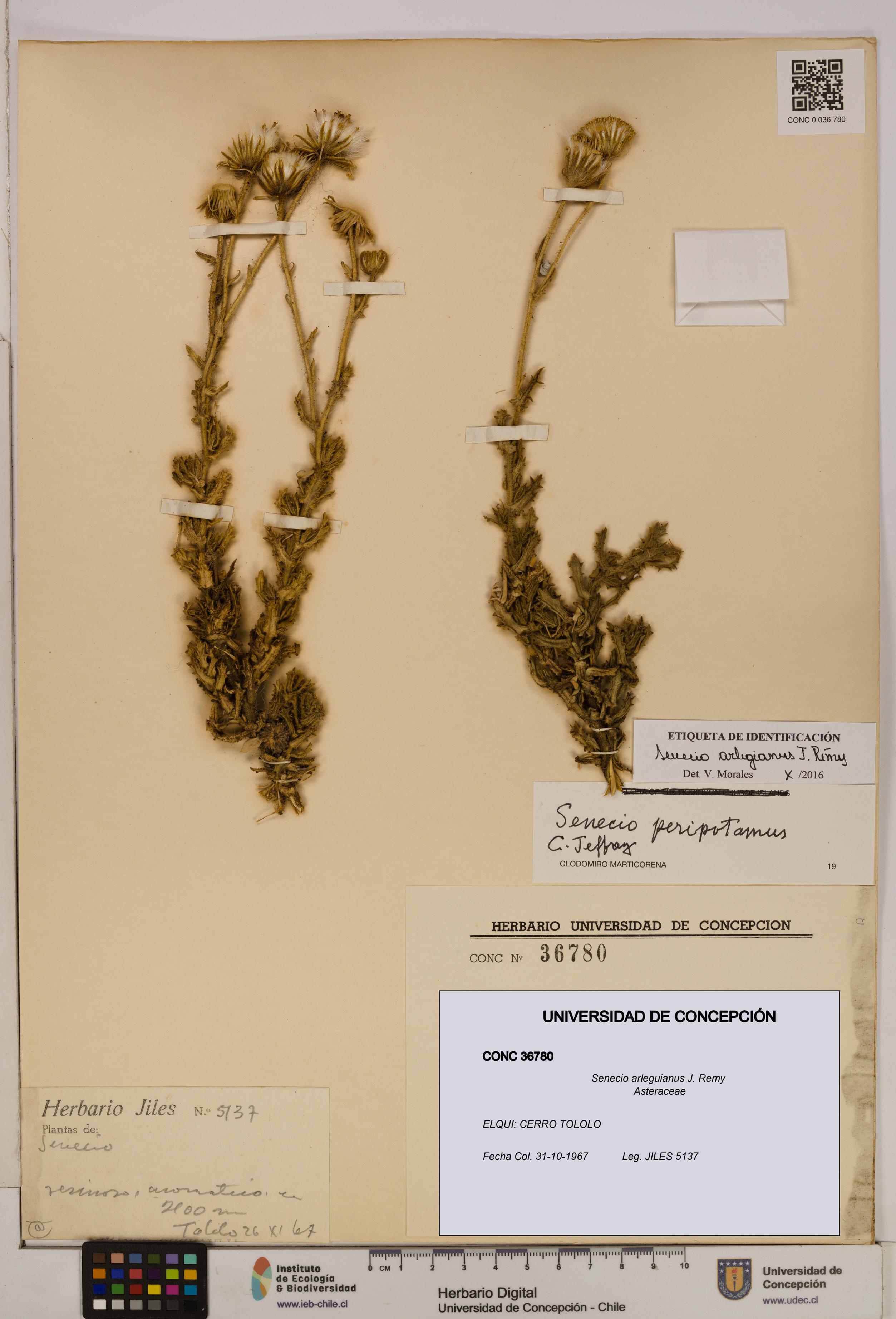 Senecio arleguianus [Espécimen: UDEC:CONC:0036780]