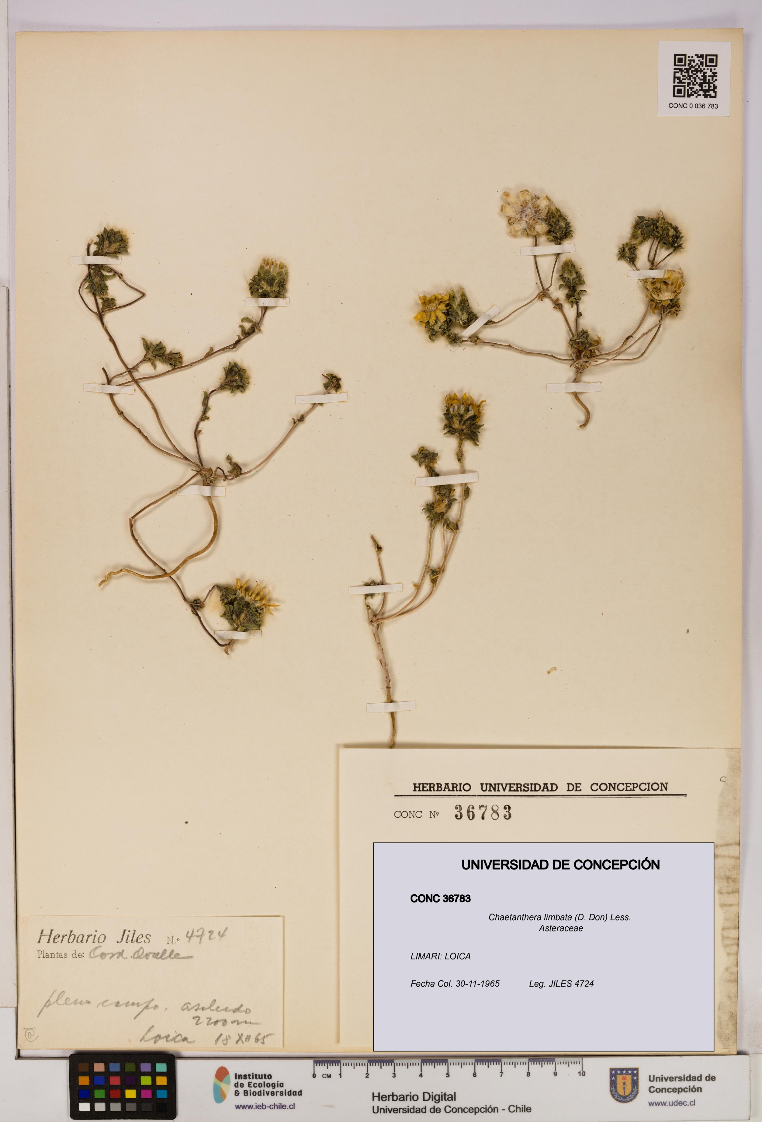 Chaetanthera limbata [Espécimen: UDEC:CONC:0036783]