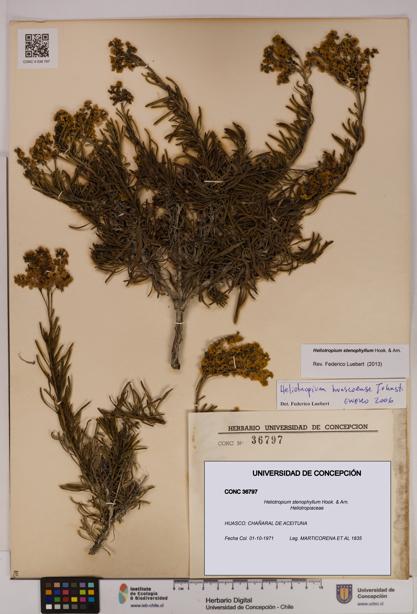 Heliotropium stenophyllum [Espécimen: UDEC:CONC:0036797]