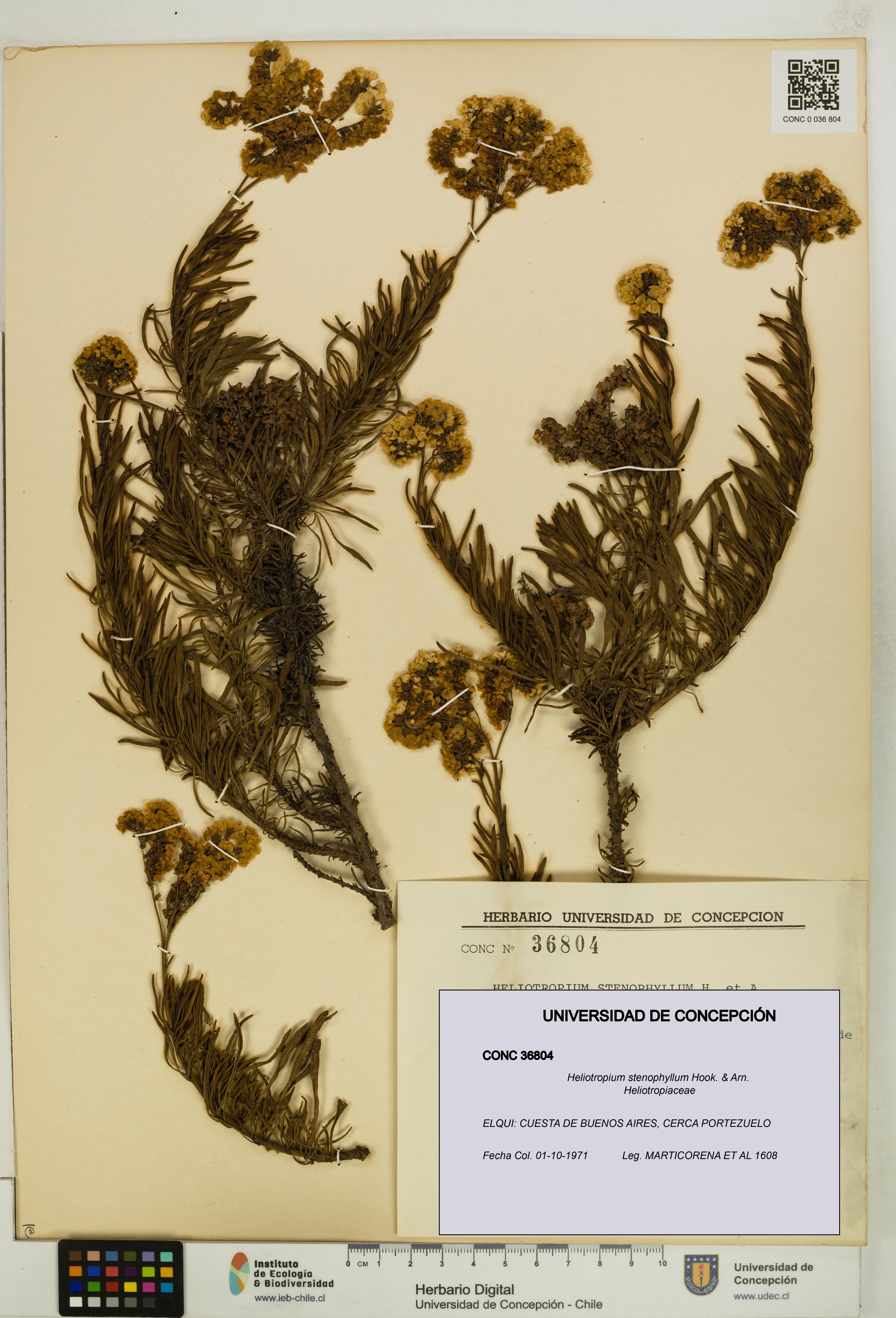 Heliotropium stenophyllum [Espécimen: UDEC:CONC:0036804]