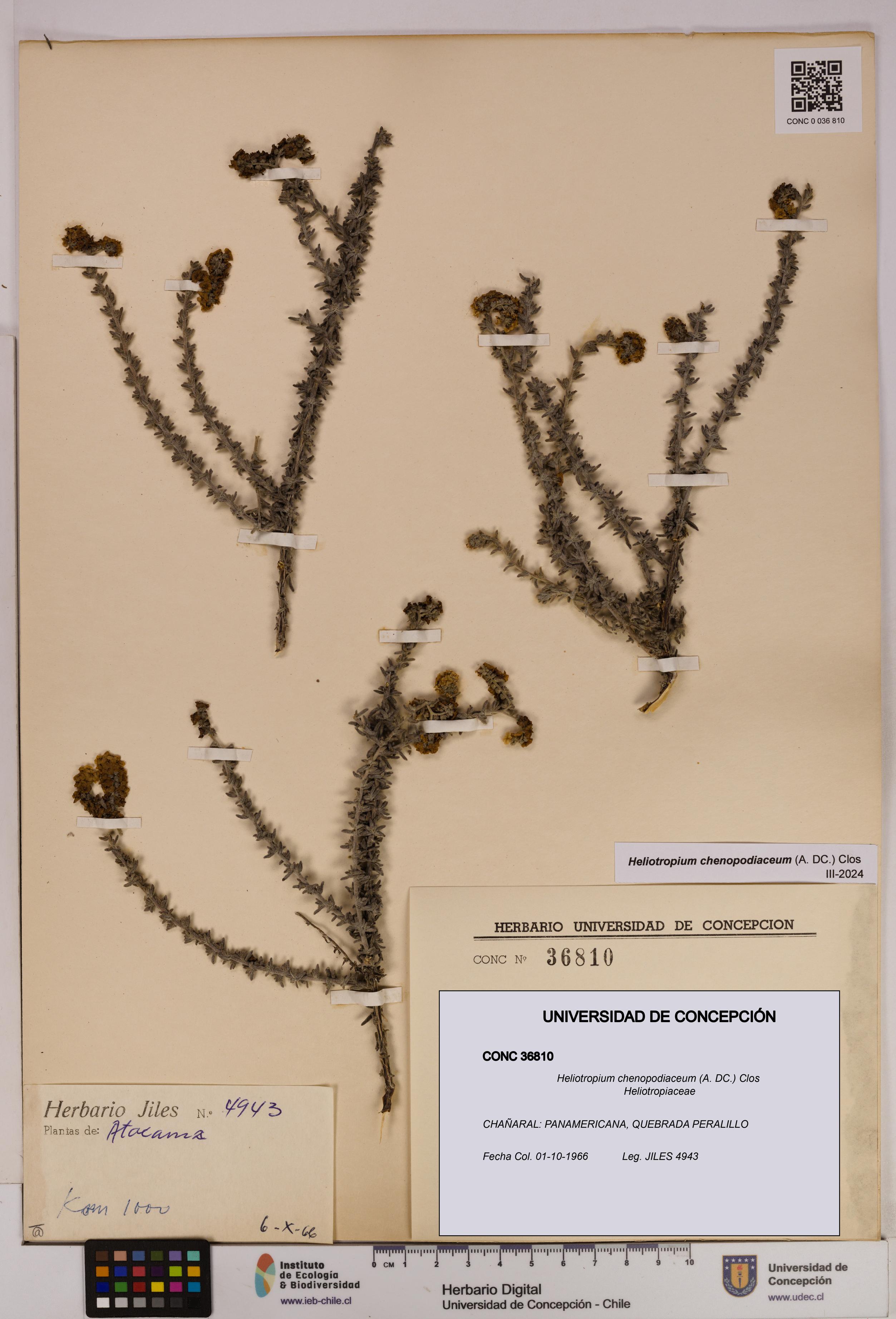 Heliotropium chenopodiaceum [Espécimen: UDEC:CONC:0036810]