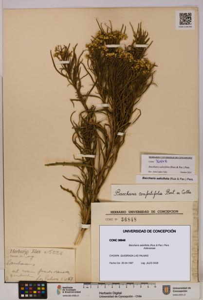Baccharis salicifolia [Espécimen: UDEC:CONC:0036848]