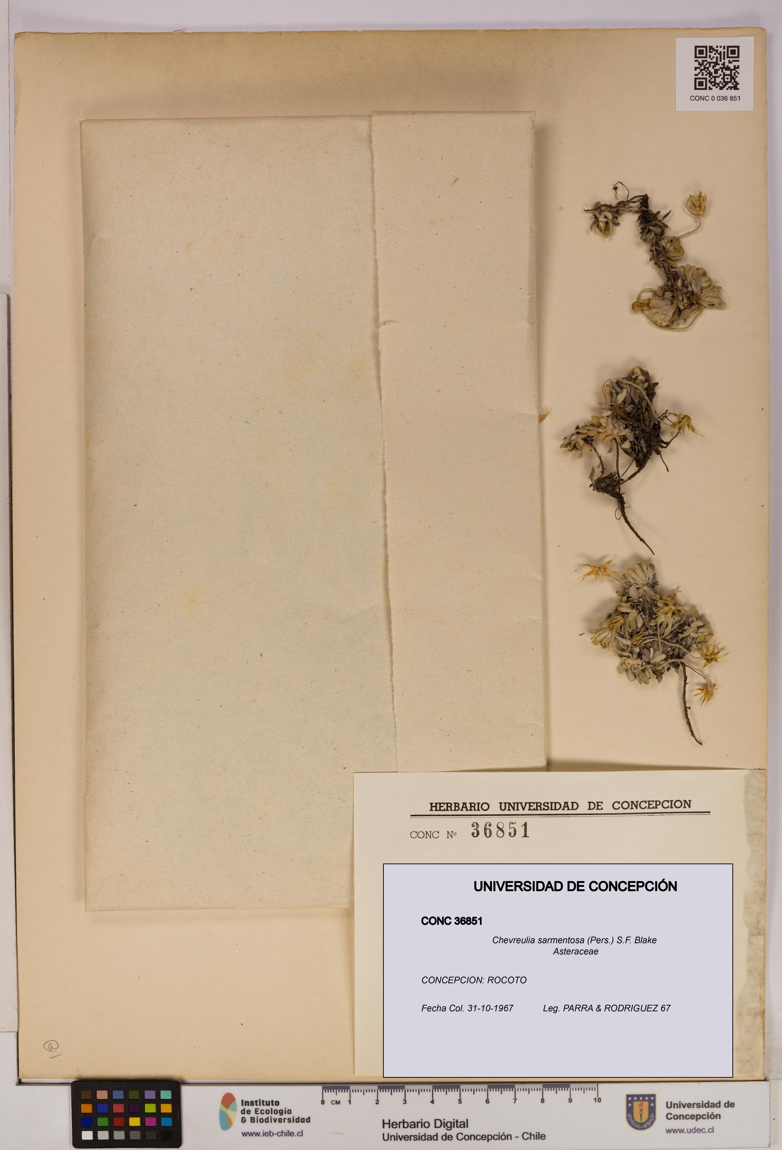 Chevreulia sarmentosa [Espécimen: UDEC:CONC:0036851]