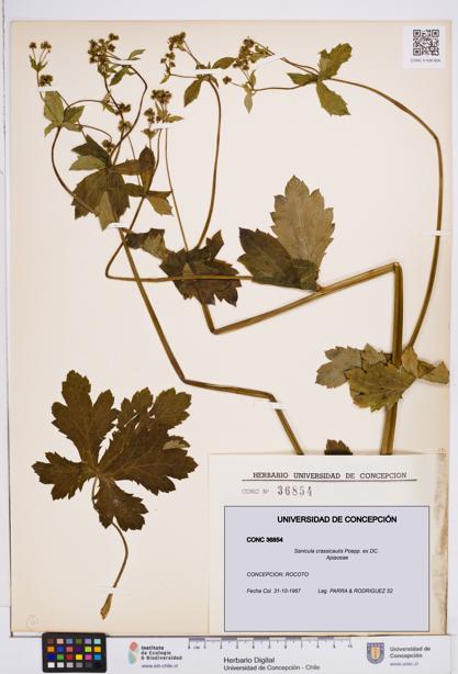 Sanicula crassicaulis [Espécimen: ]