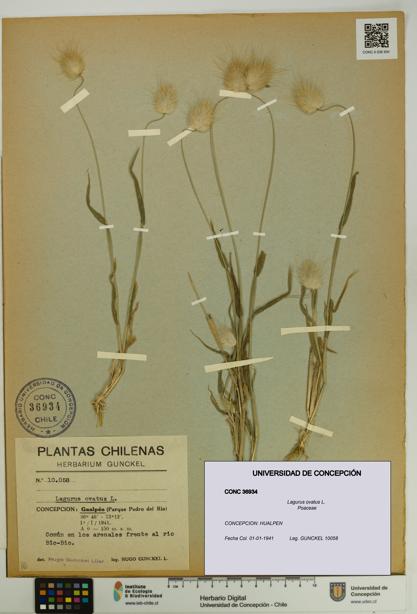 Lagurus ovatus [Espécimen: UDEC:CONC:0036934]