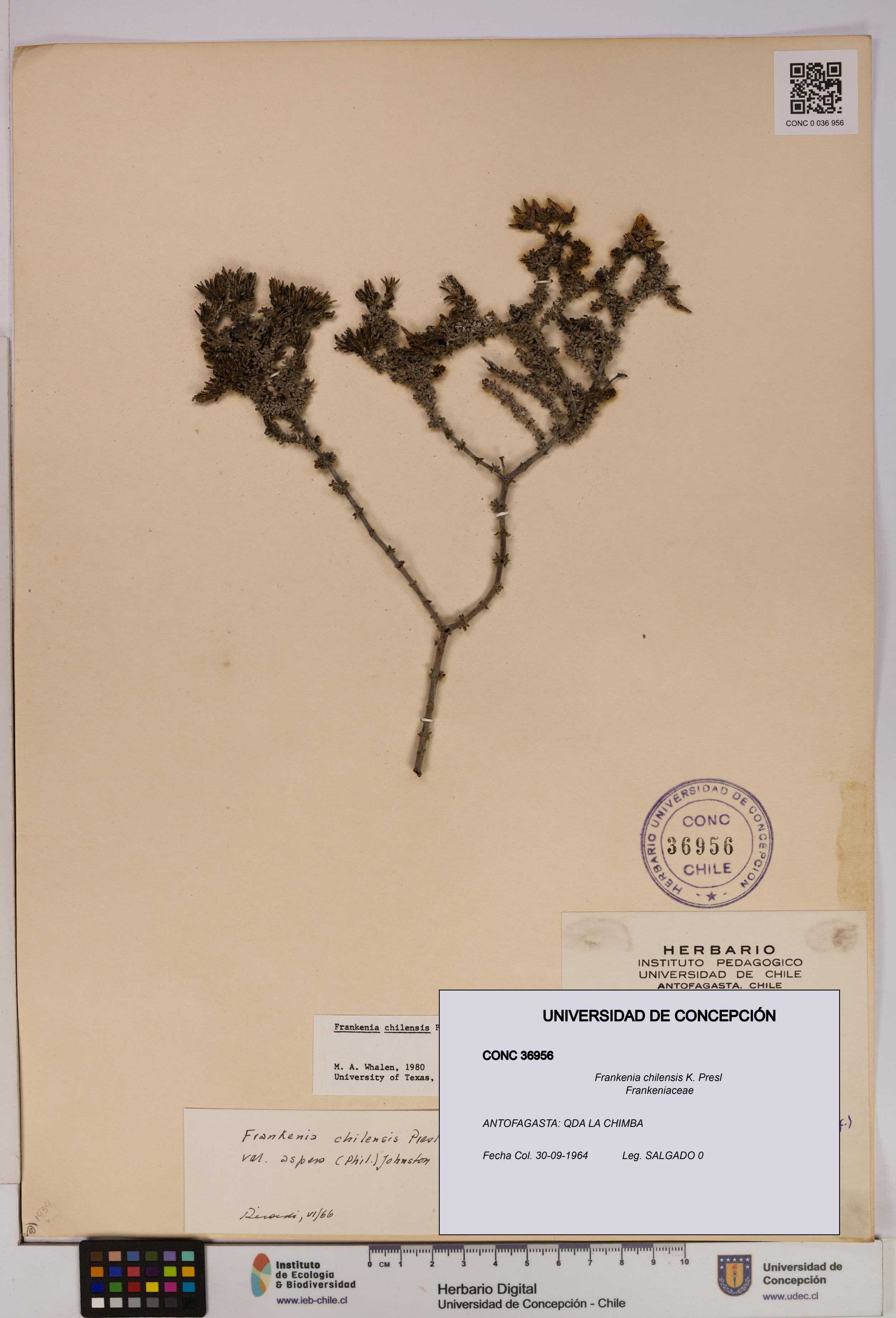 Frankenia chilensis [Espécimen: UDEC:CONC:0036956]