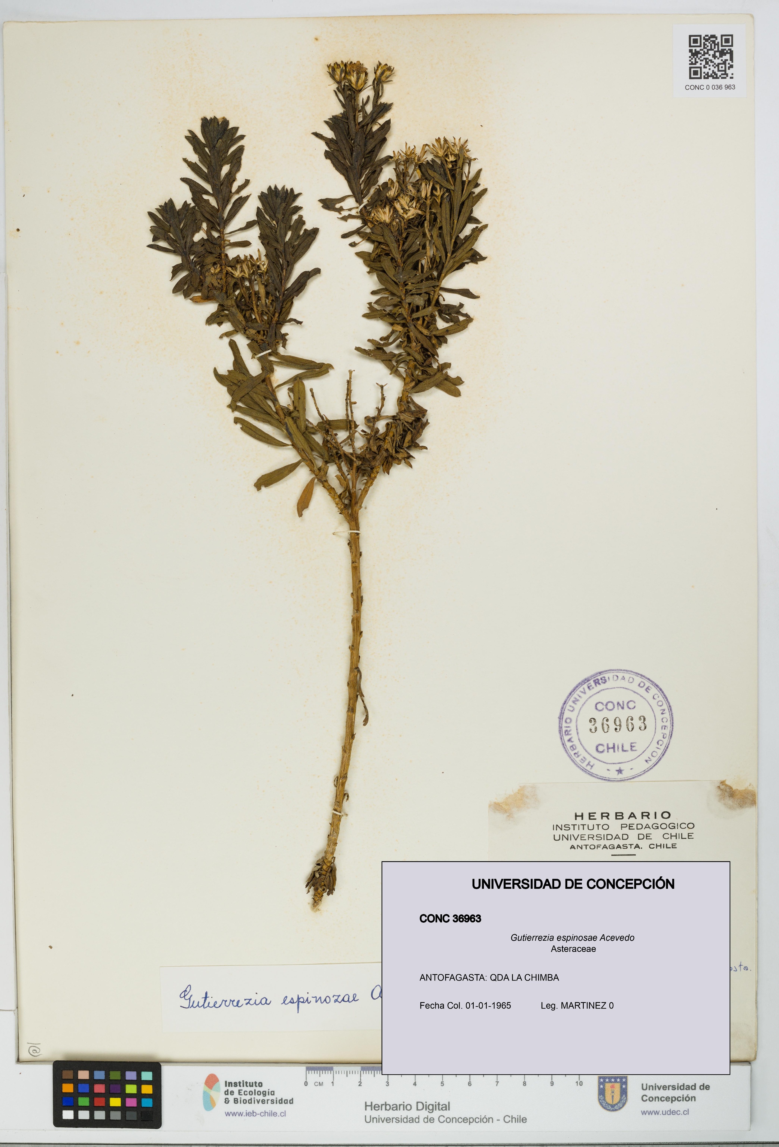 Gutierrezia espinosae [Espécimen: UDEC:CONC:0036963]