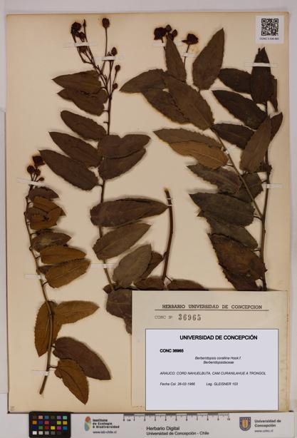 Berberidopsis corallina [Espécimen: UDEC:CONC:0036965]