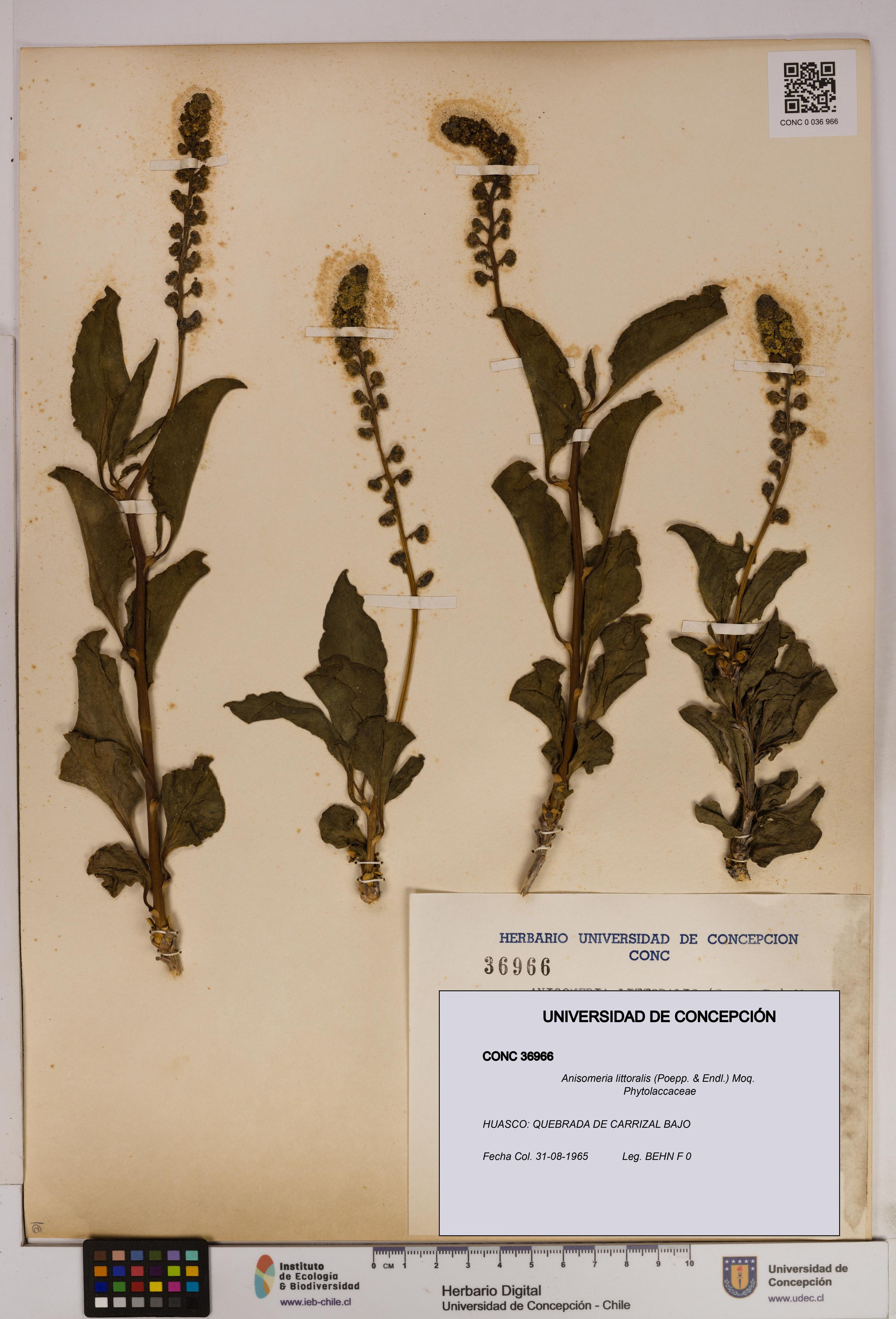Anisomeria littoralis [Espécimen: UDEC:CONC:0036966]