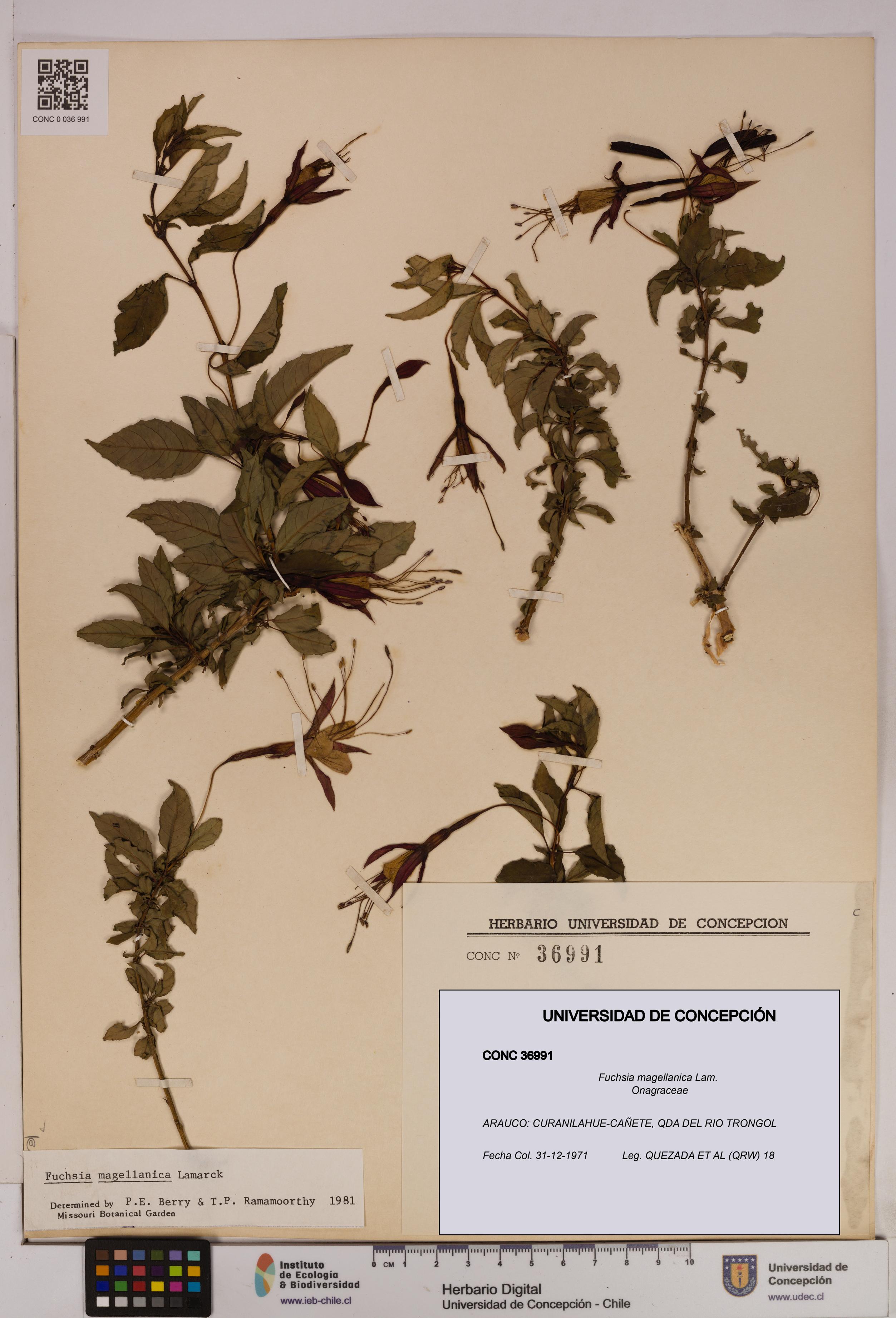 Fuchsia magellanica [Espécimen: UDEC:CONC:0036991]
