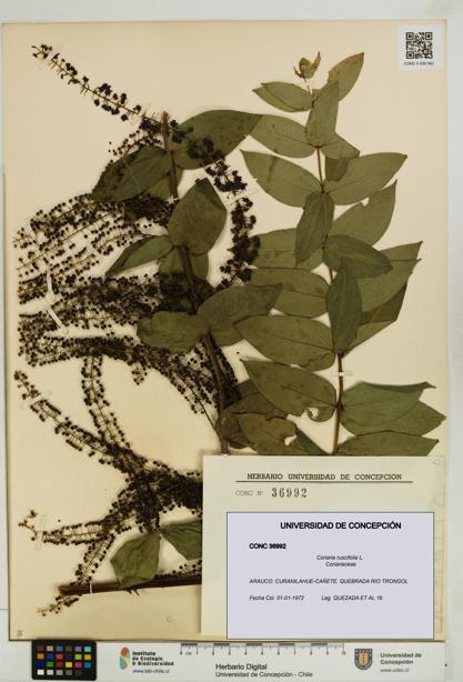 Coriaria ruscifolia [Espécimen: ]