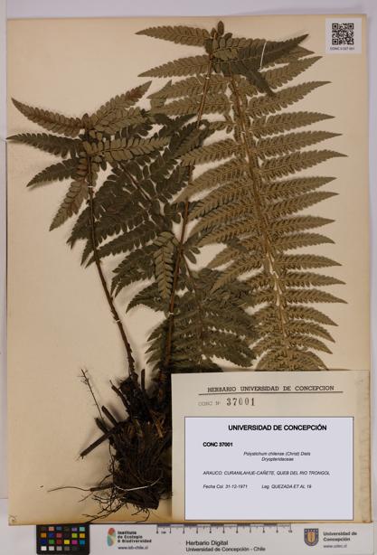Polystichum chilense [Espécimen: UDEC:CONC:0037001]