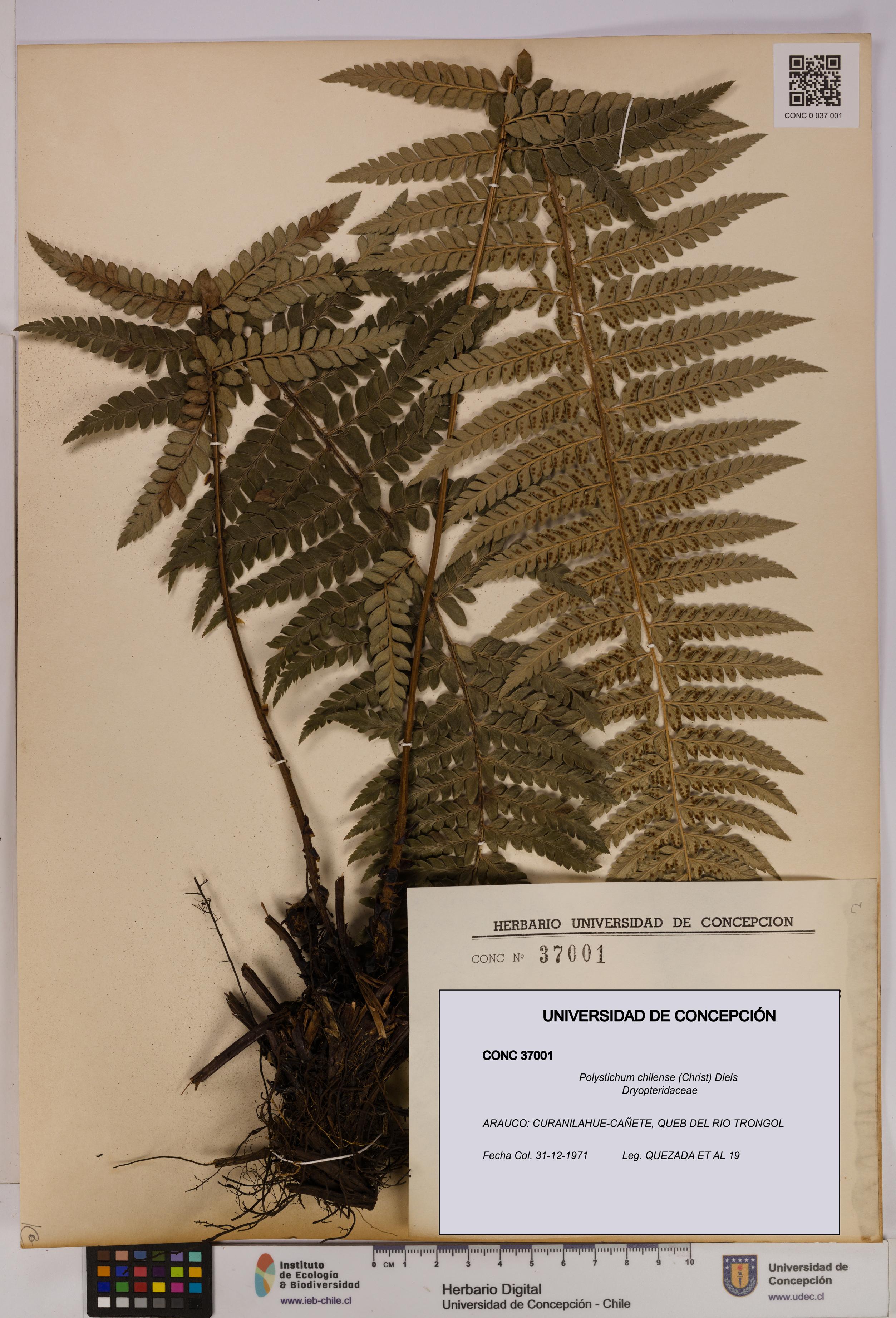 Polystichum chilense [Espécimen: UDEC:CONC:0037001]