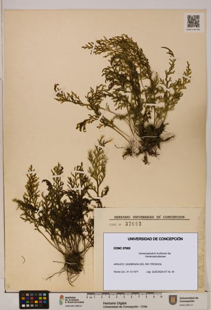 Hymenophyllum fuciforme [Espécimen: UDEC:CONC:0037003]