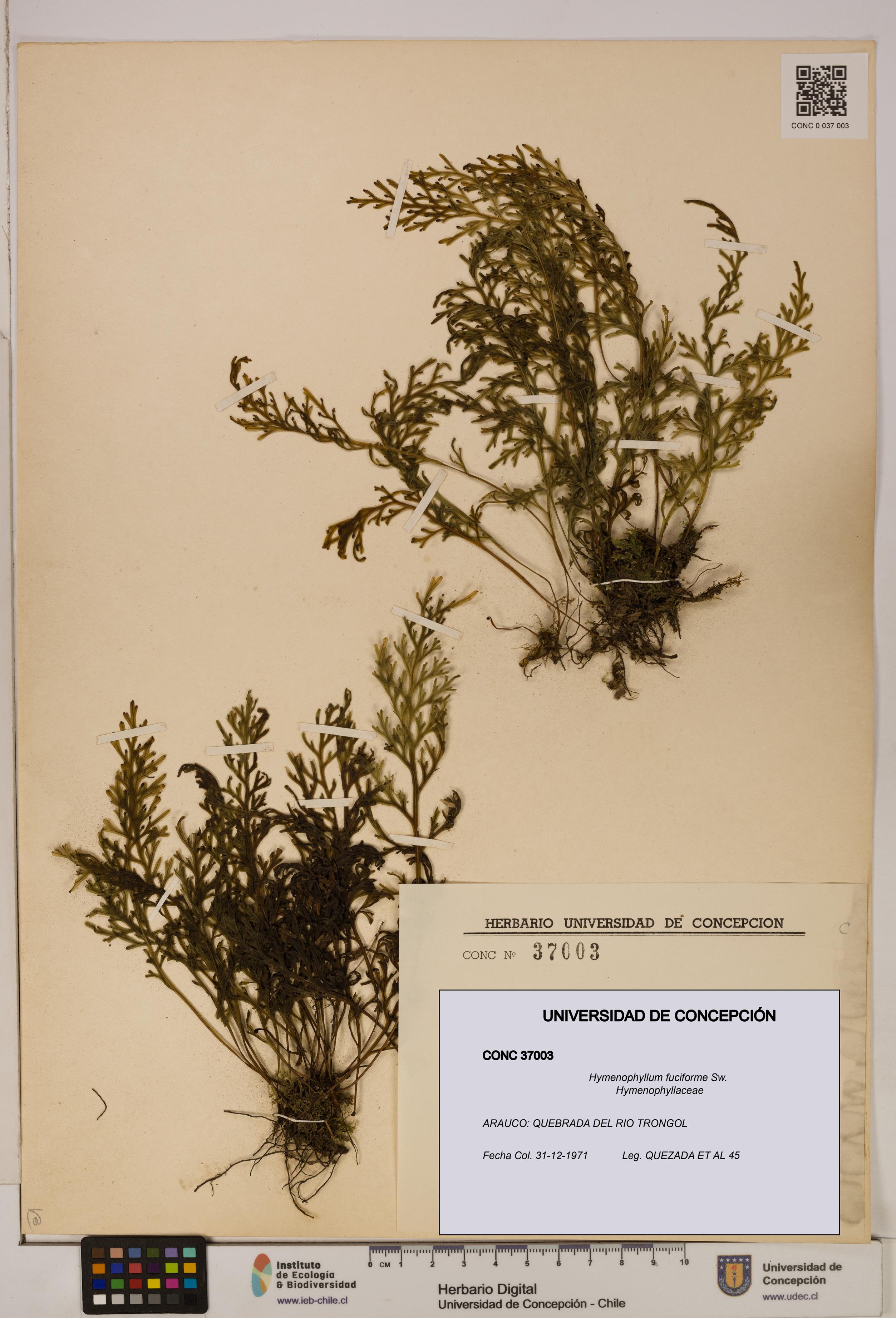 Hymenophyllum fuciforme [Espécimen: UDEC:CONC:0037003]