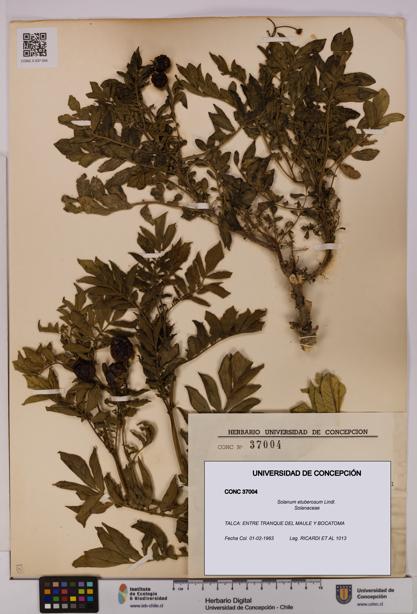 Solanum etuberosum [Espécimen: UDEC:CONC:0037004]