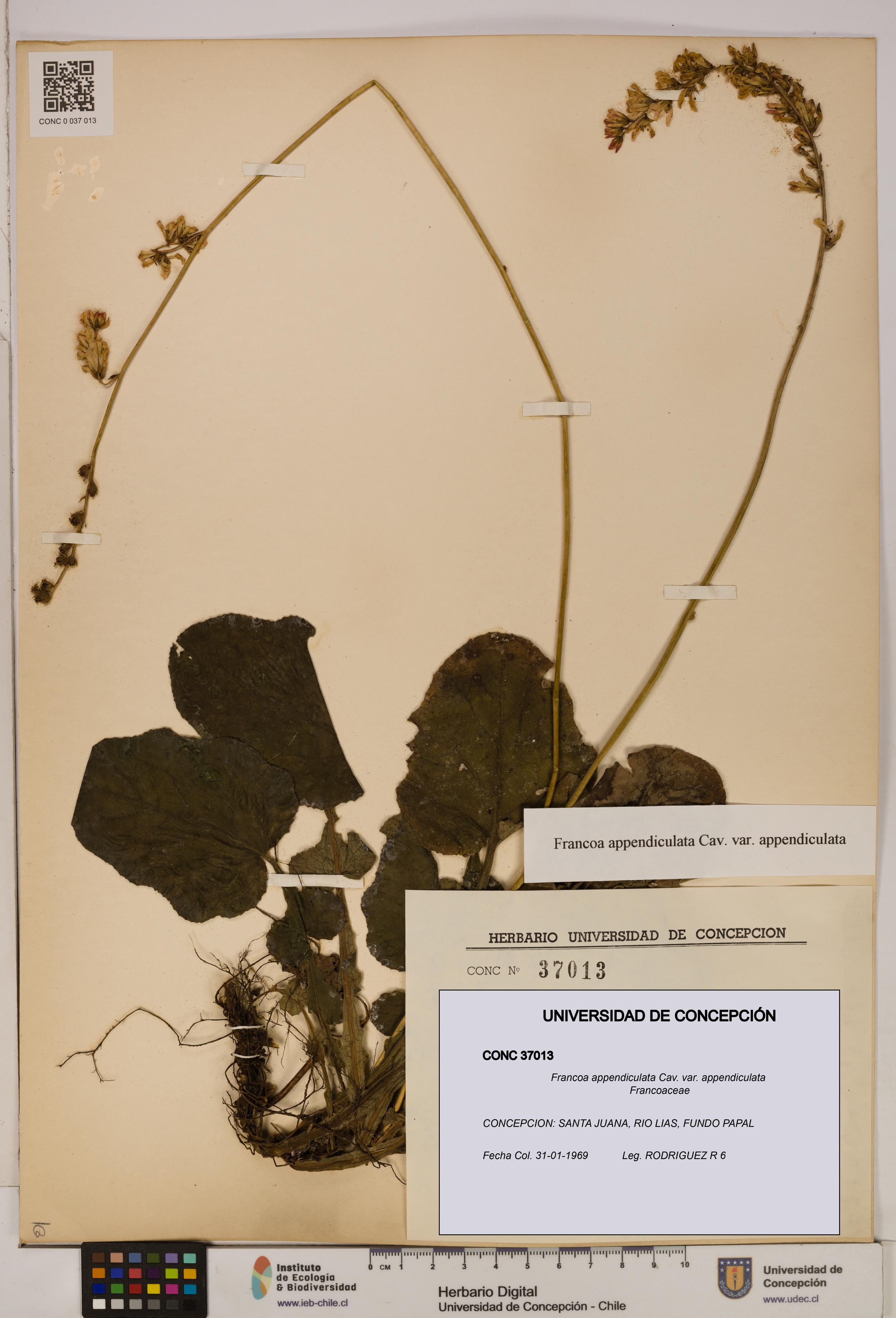 Francoa appendiculata [Espécimen: ]