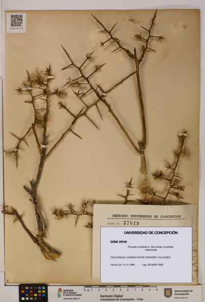 Proustia cuneifolia subsp. cuneifolia [Espécimen: UDEC:CONC:0037019]
