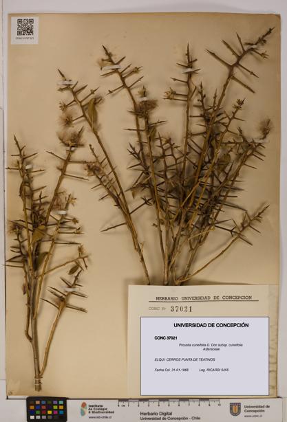 Proustia cuneifolia subsp. cuneifolia [Espécimen: UDEC:CONC:0037021]