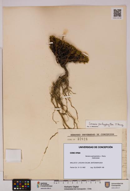 Senecio pachyphyllos [Espécimen: UDEC:CONC:0037024]