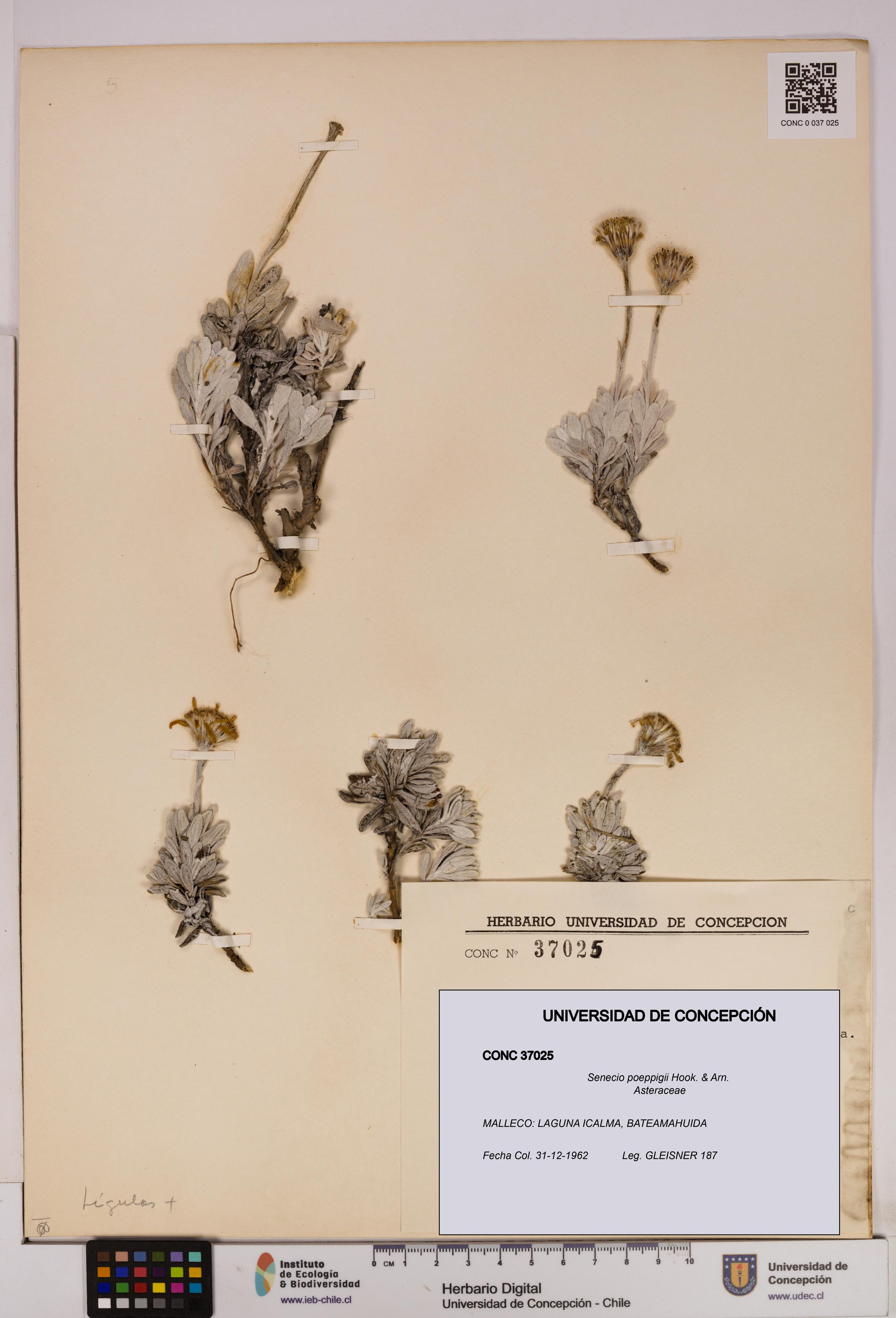 Senecio poeppigii [Espécimen: UDEC:CONC:0037025]