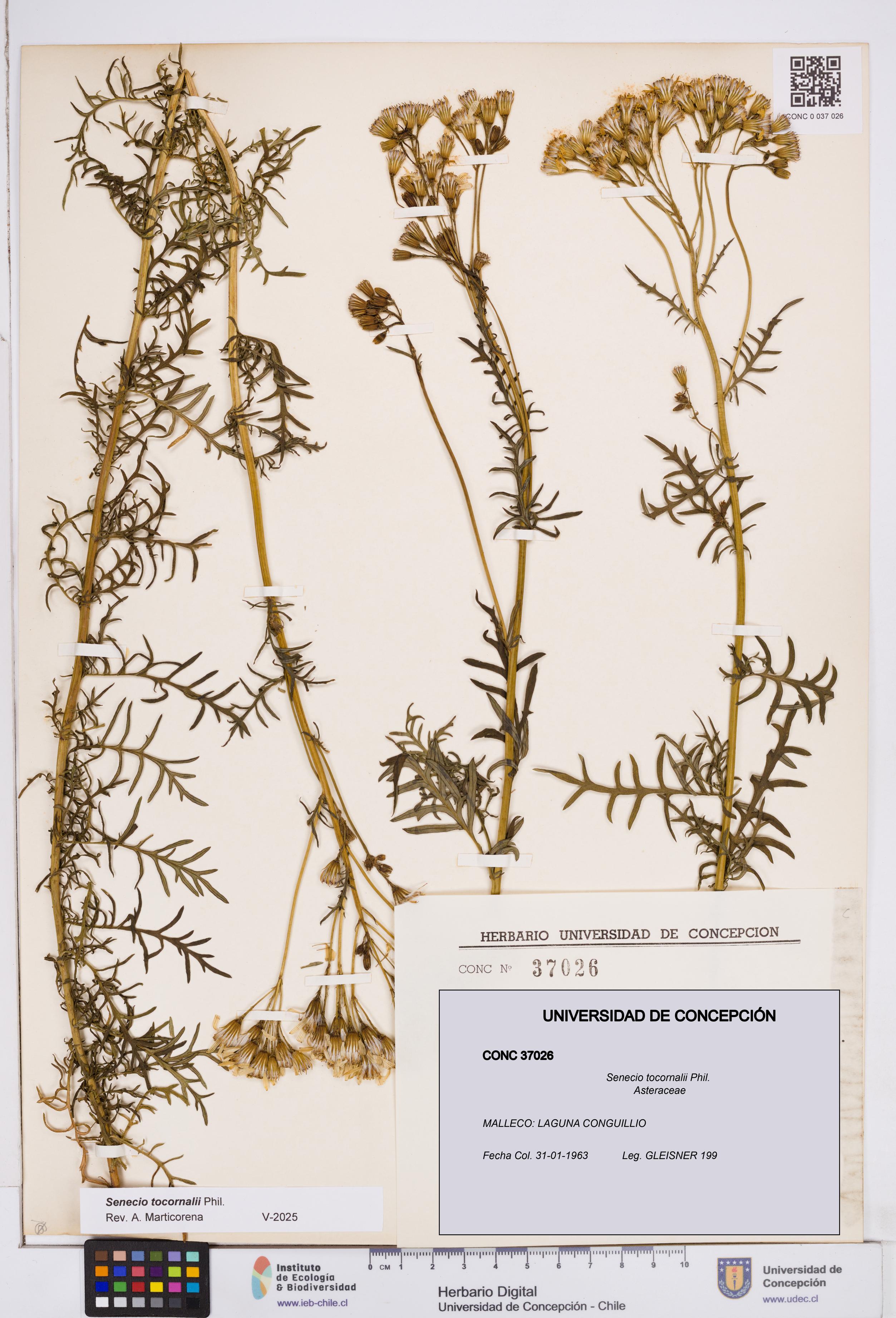 Senecio tocornalii [Espécimen: ]