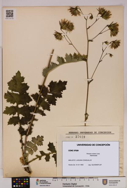 Perezia nutans [Espécimen: UDEC:CONC:0037029]