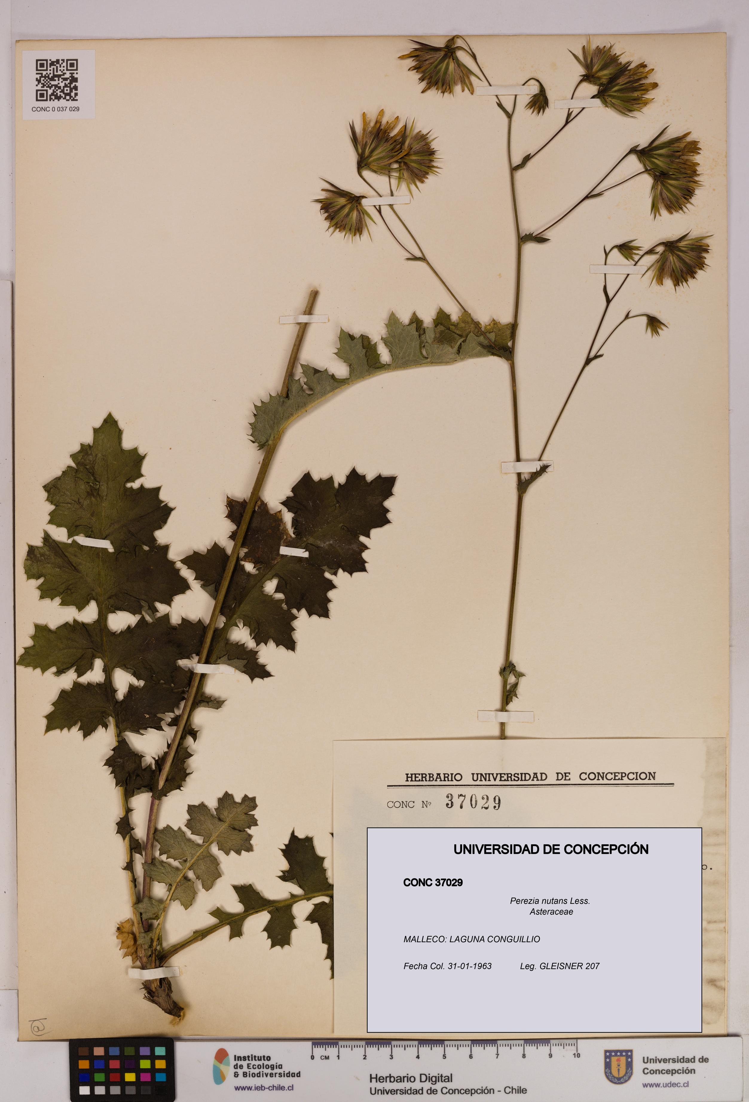 Perezia nutans [Espécimen: UDEC:CONC:0037029]