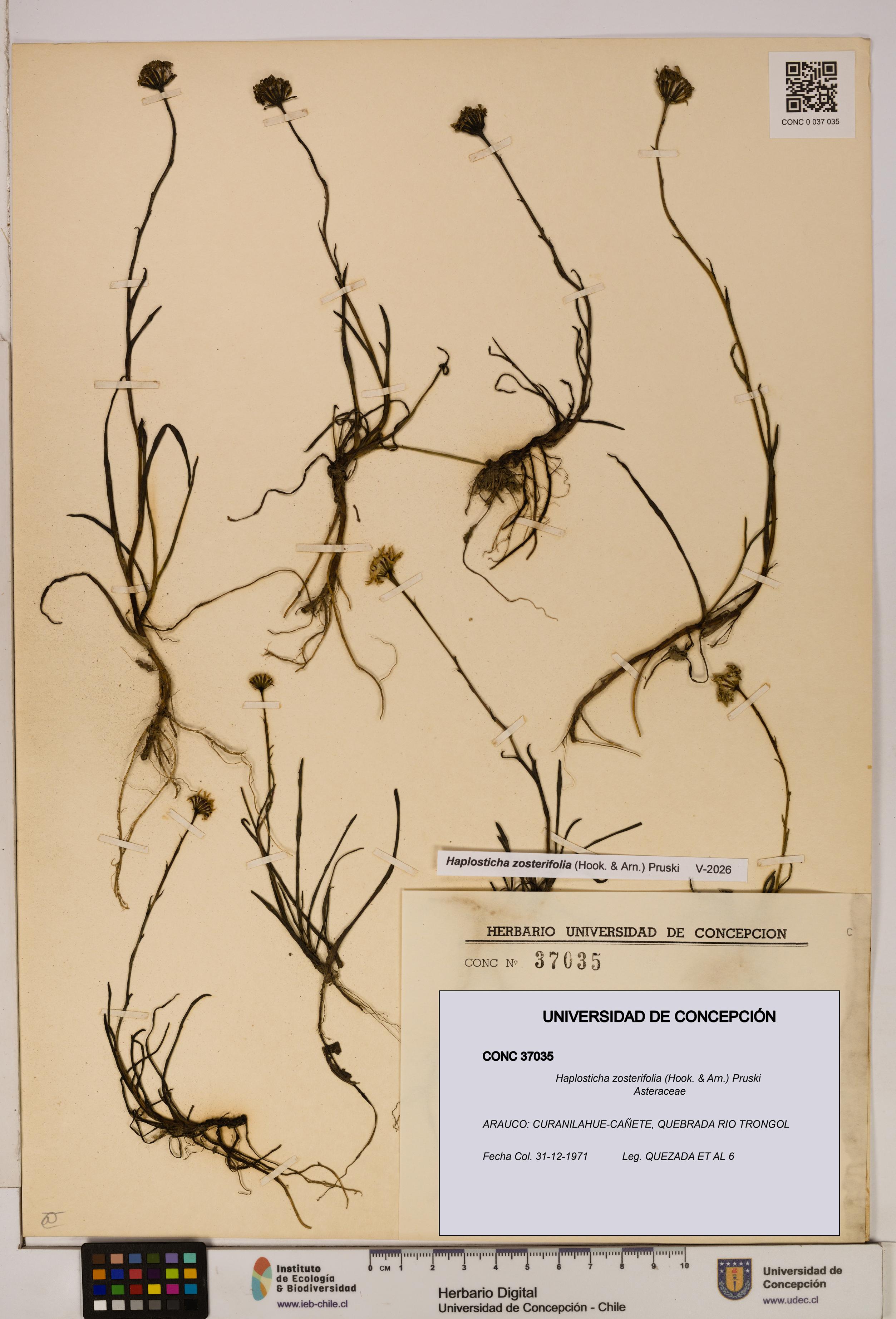 Haplosticha zosterifolia [Espécimen: UDEC:CONC:0037035]
