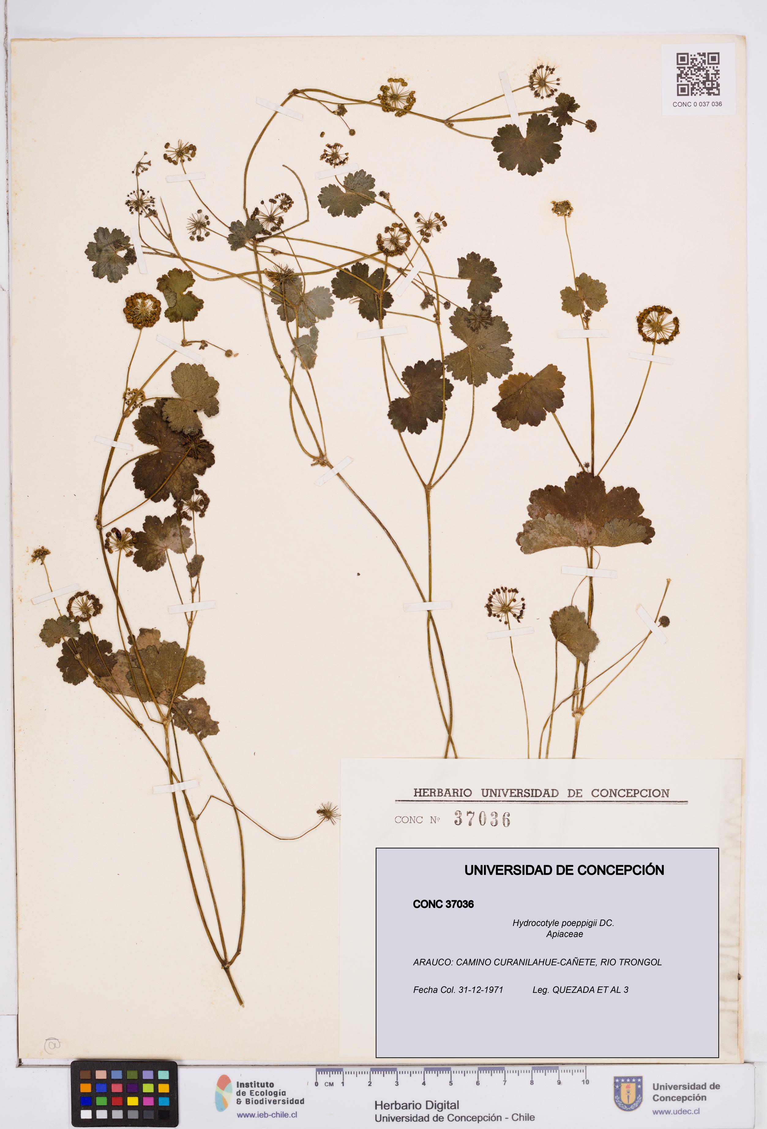 Hydrocotyle poeppigii [Espécimen: ]