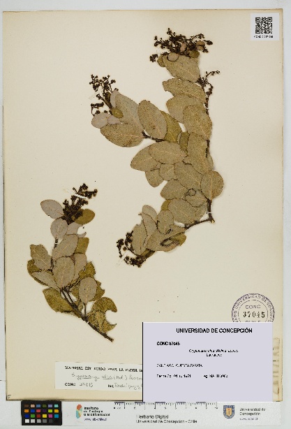 Cryptocarya alba [Espécimen: UDEC:CONC:0037045]