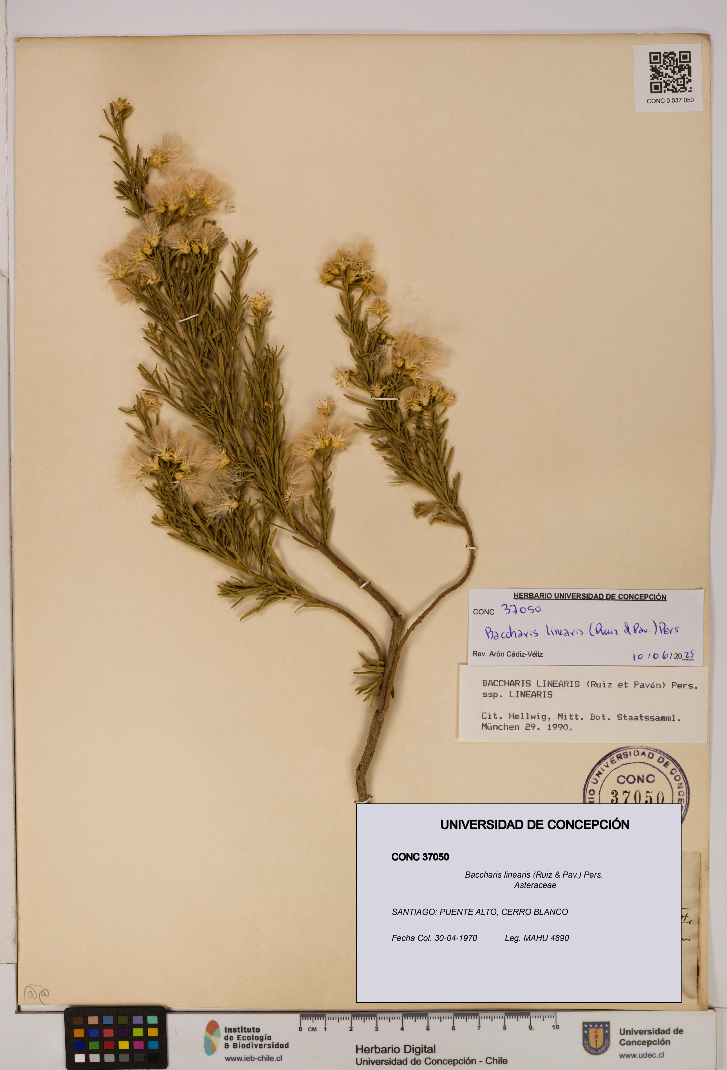 Baccharis linearis [Espécimen: UDEC:CONC:0037050]