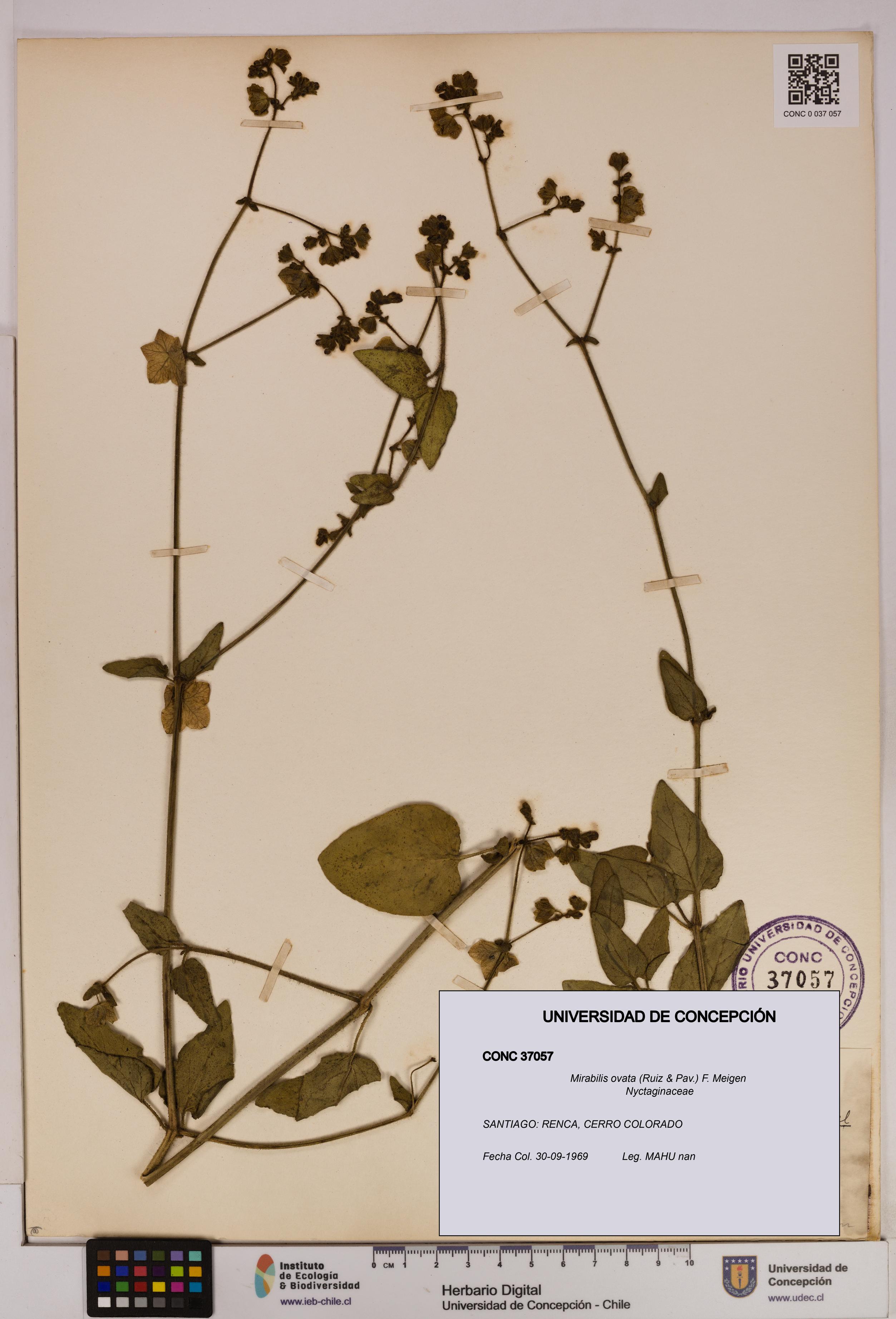 Mirabilis ovata [Espécimen: UDEC:CONC:0037057]