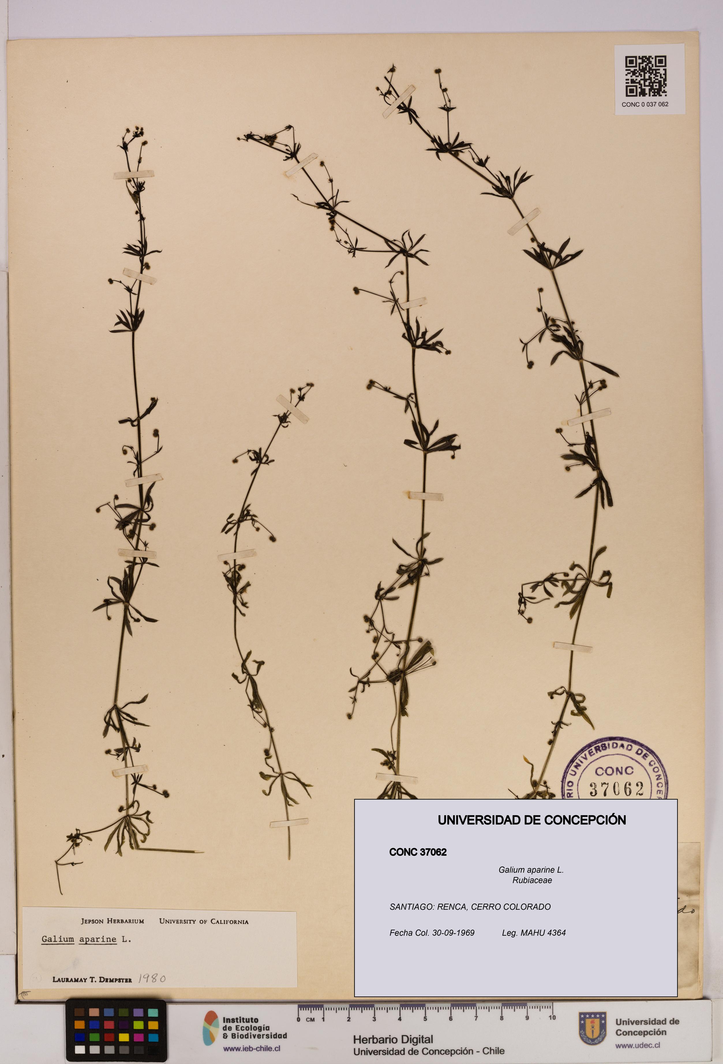 Galium aparine [Espécimen: UDEC:CONC:0037062]