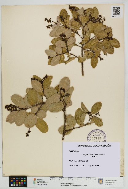 Cryptocarya alba [Espécimen: UDEC:CONC:0037069]