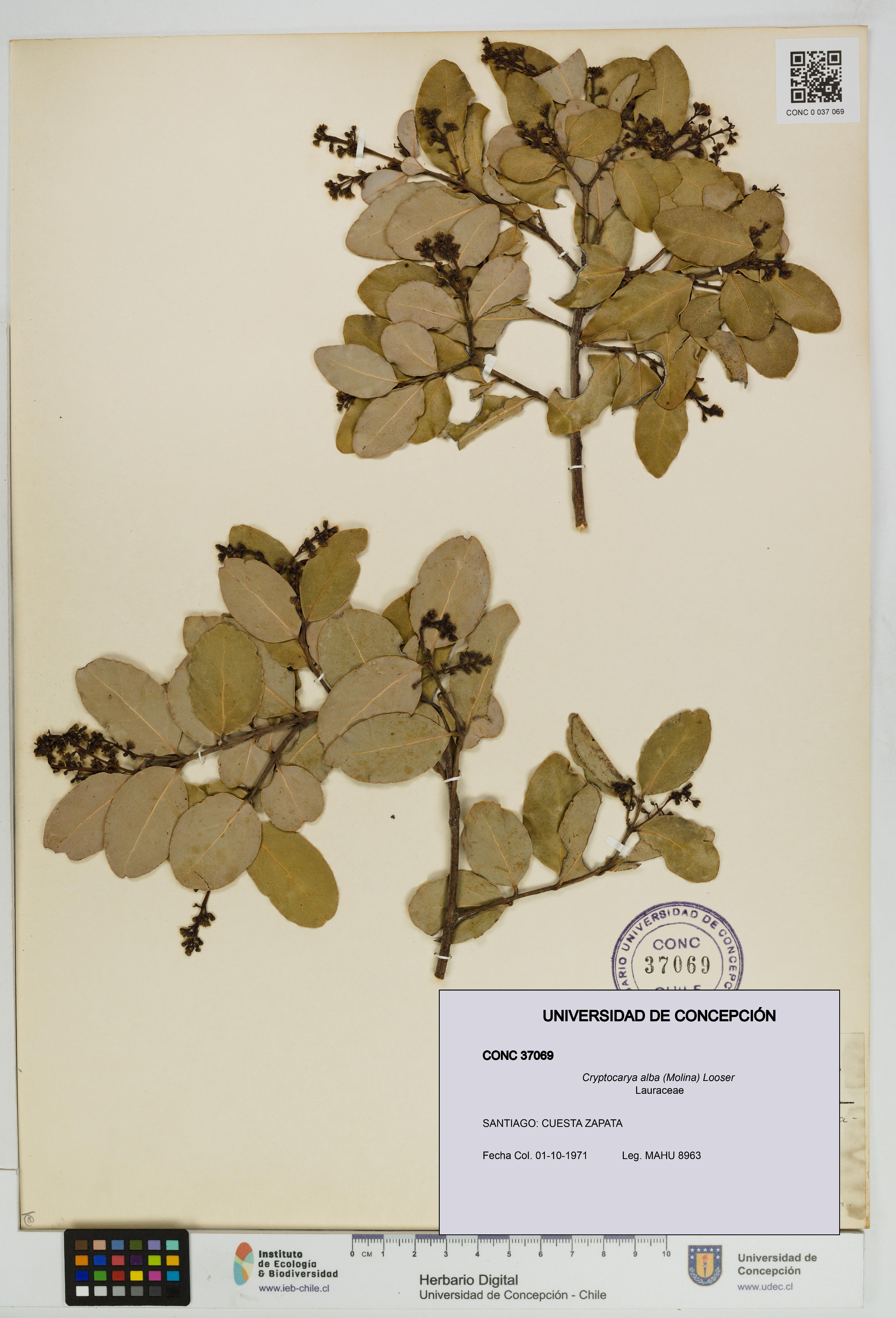 Cryptocarya alba [Espécimen: UDEC:CONC:0037069]