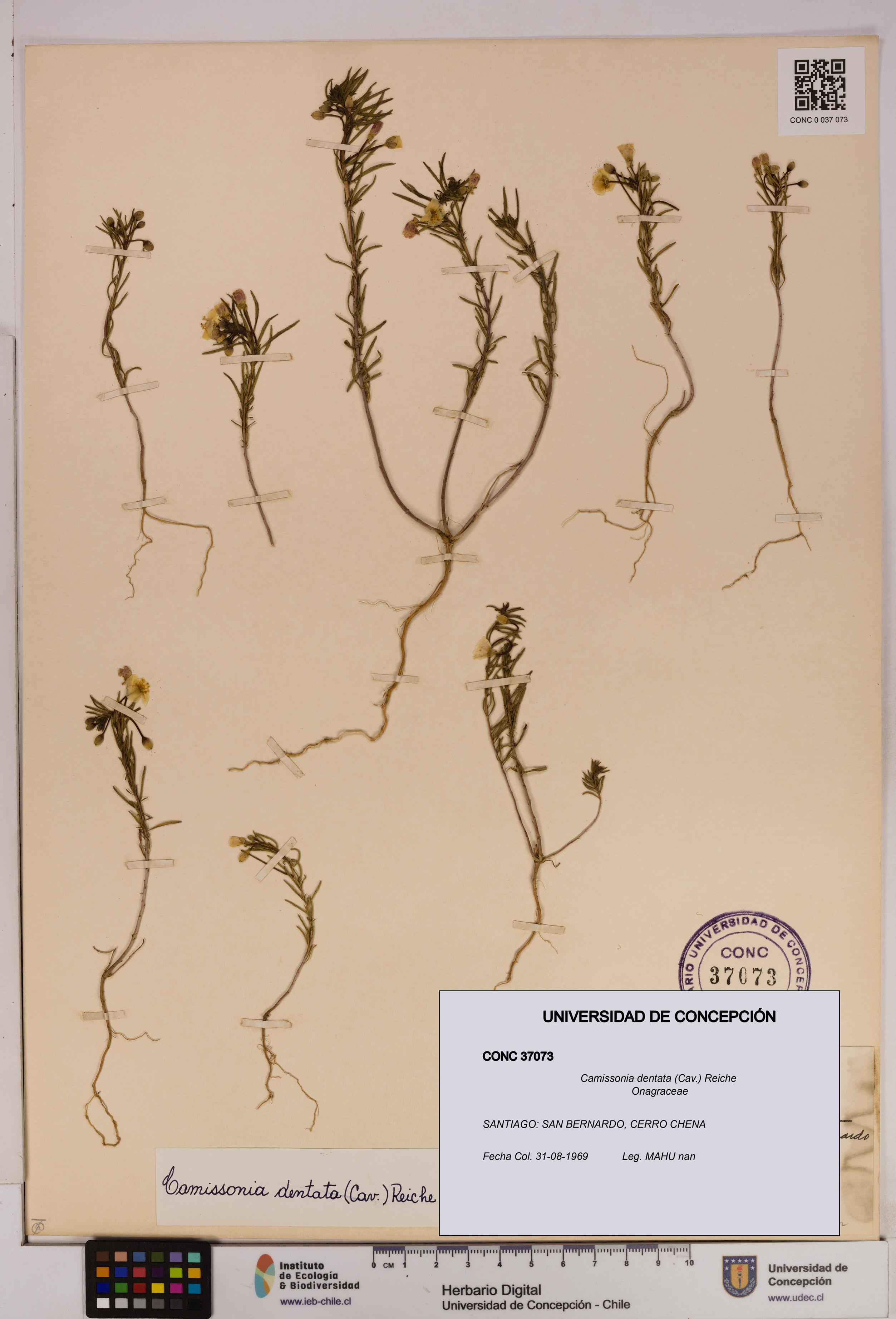 Camissonia dentata [Espécimen: UDEC:CONC:0037073]