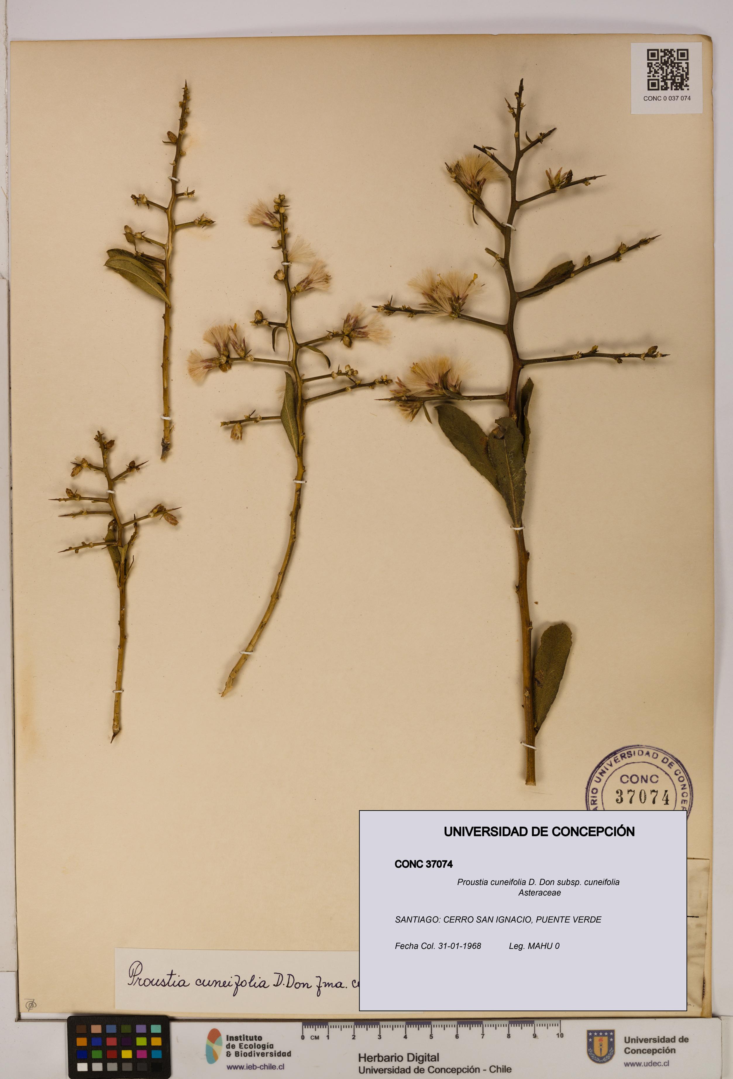 Proustia cuneifolia subsp. cuneifolia [Espécimen: UDEC:CONC:0037074]
