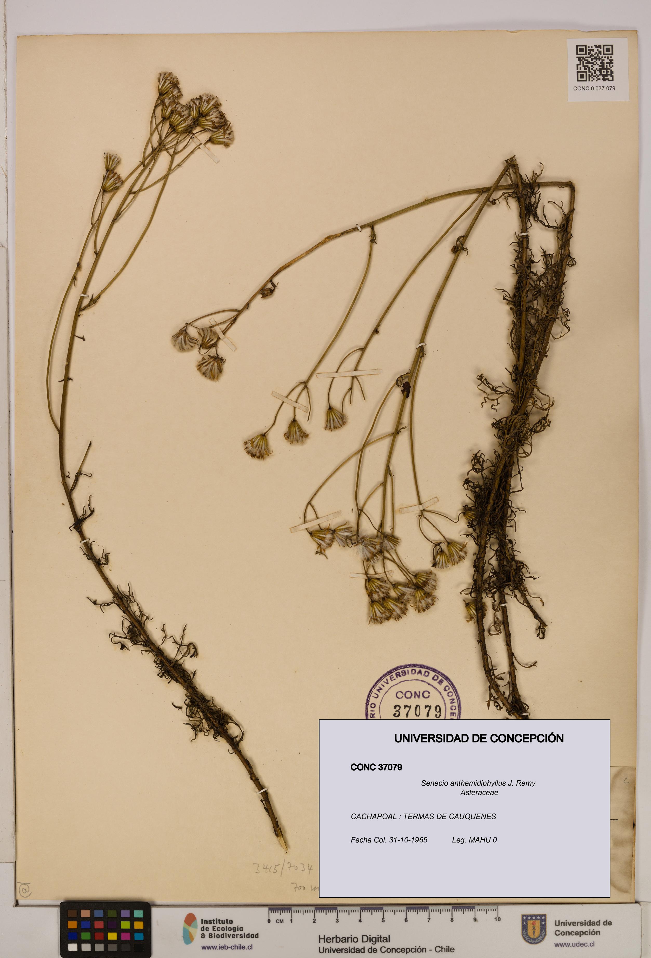Senecio anthemidiphyllus [Espécimen: UDEC:CONC:0037079]