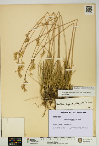 Calotheca brizoides [Espécimen: UDEC:CONC:0037080]