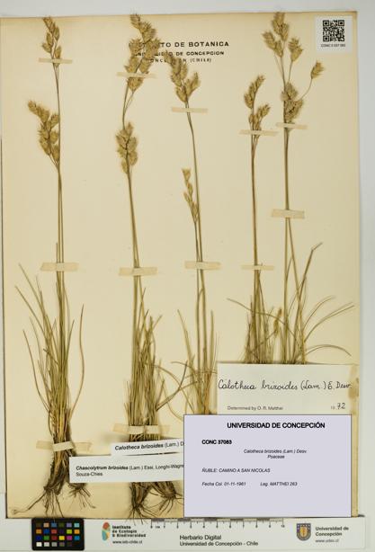 Calotheca brizoides [Espécimen: UDEC:CONC:0037083]