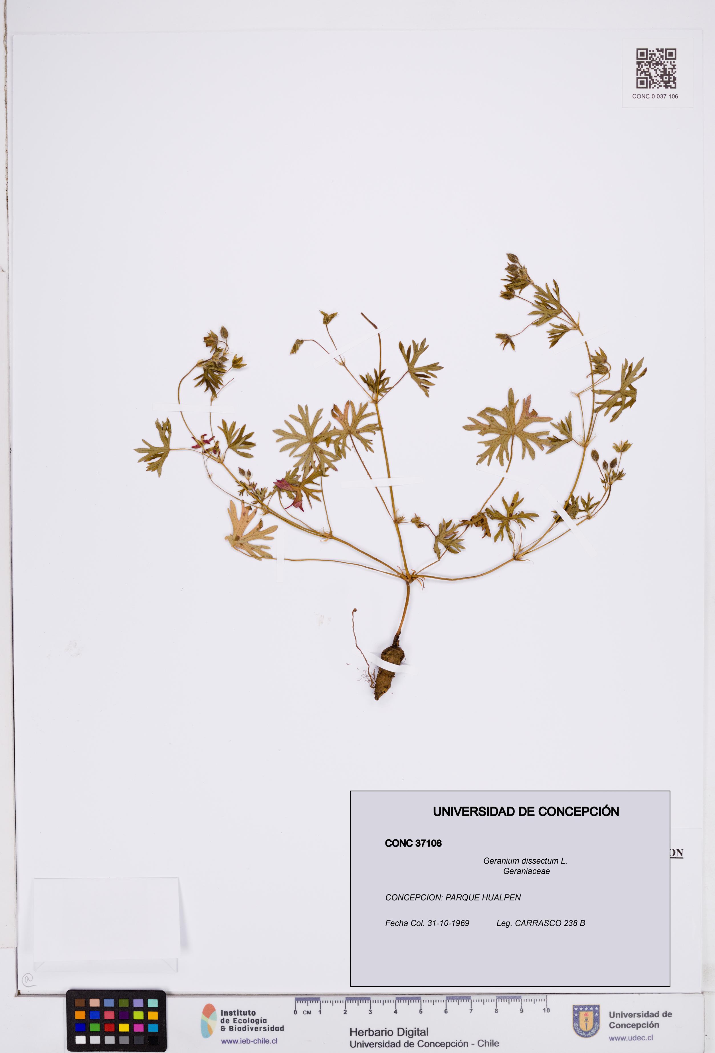 Geranium dissectum [Espécimen: ]