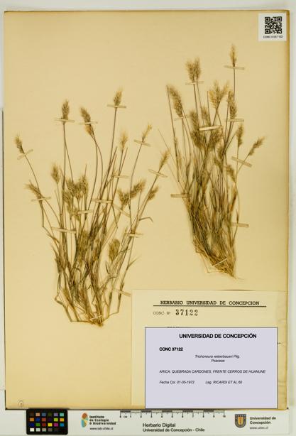 Trichoneura weberbaueri [Espécimen: UDEC:CONC:0037122]