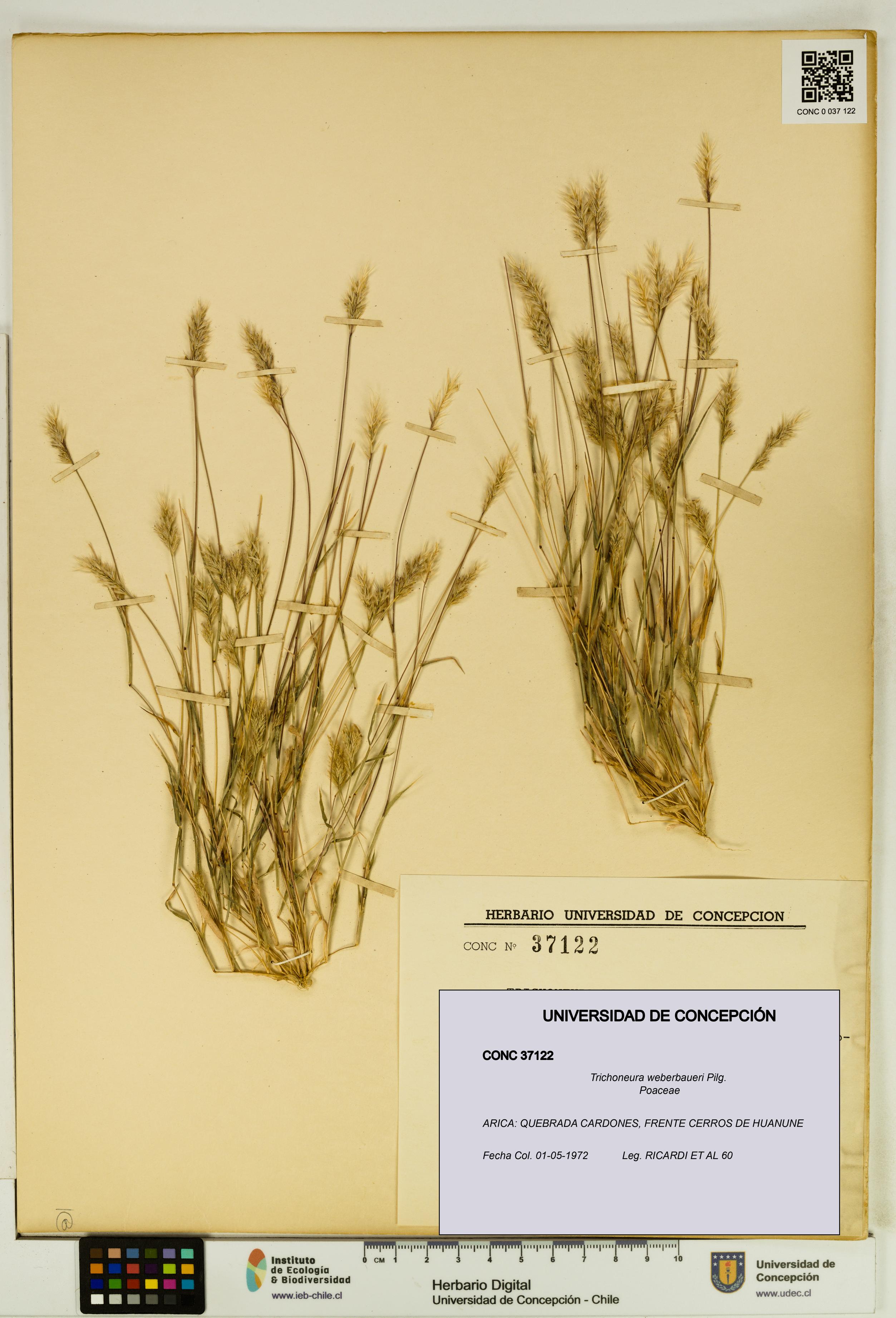 Trichoneura weberbaueri [Espécimen: UDEC:CONC:0037122]