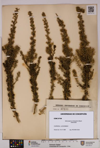 Ophryosporus triangularis [Espécimen: UDEC:CONC:0037134]