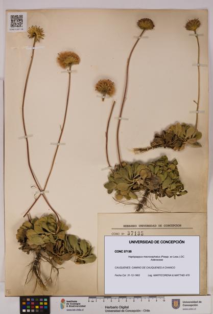 Haplopappus macrocephalus [Espécimen: UDEC:CONC:0037135]