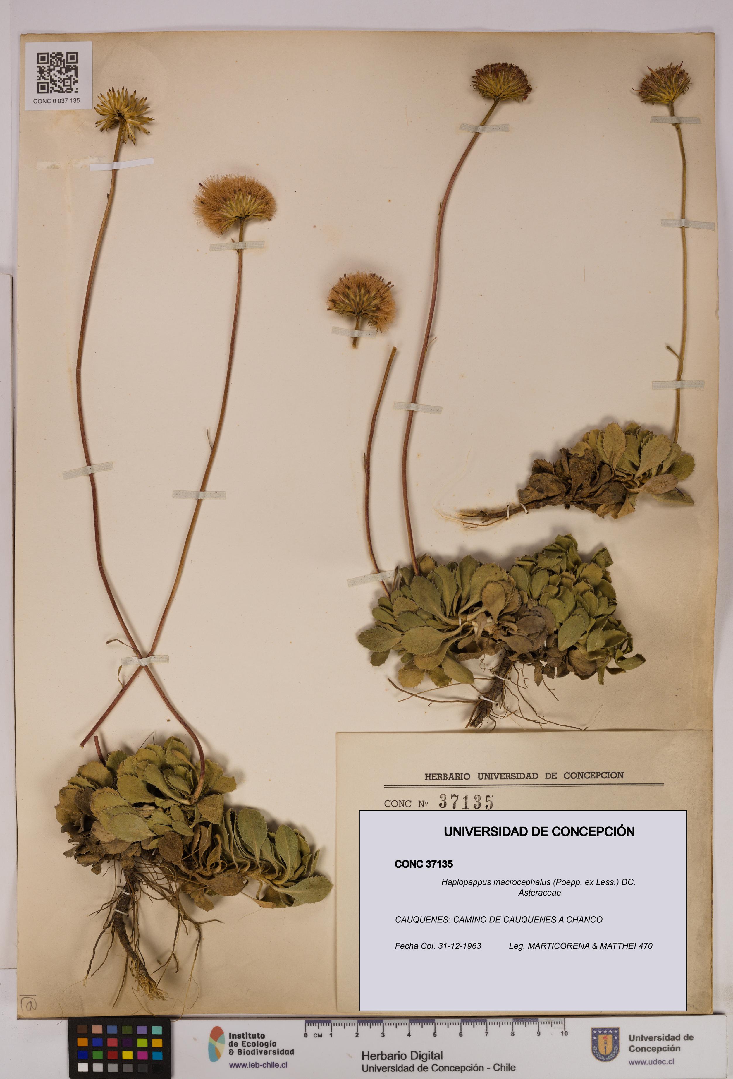 Haplopappus macrocephalus [Espécimen: UDEC:CONC:0037135]