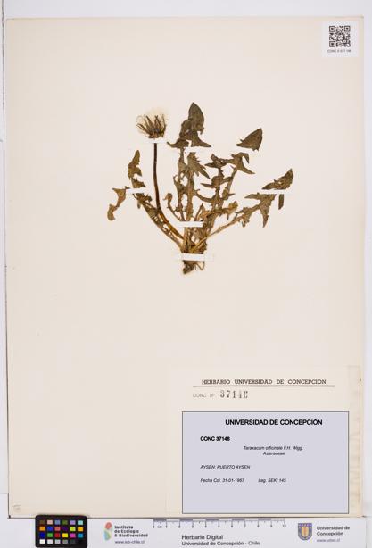 Taraxacum officinale [Espécimen: ]